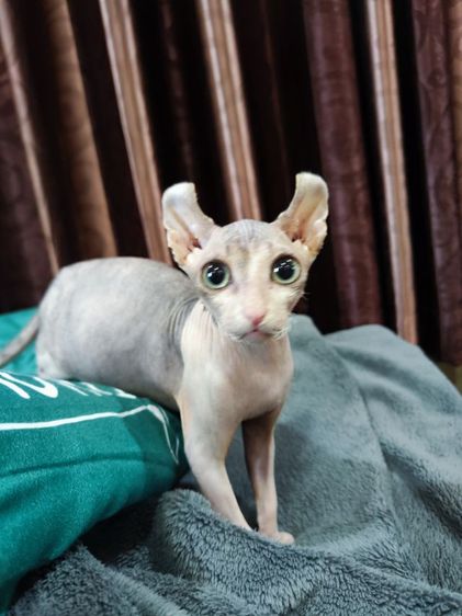 สฟิงซ์เอลฟ์ รูปที่ 6