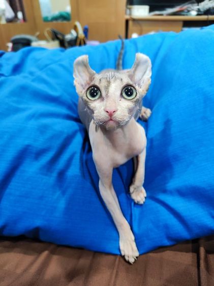 สฟิงซ์ (Sphynx) สฟิงซ์เอลฟ์