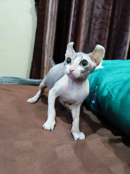 สฟิงซ์เอลฟ์ รูปที่ 4