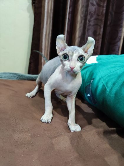 สฟิงซ์เอลฟ์ รูปที่ 2