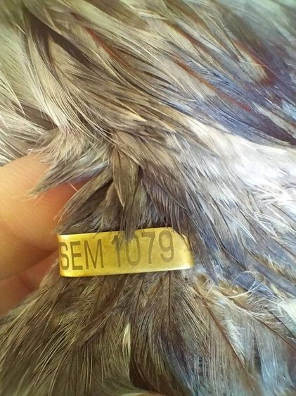 ไก่พม่าแข้งหน้า (เปิดจองลูกไก่) ลูกชายแดงเล็ก 🐲🐉🐉🐲 รูปที่ 4