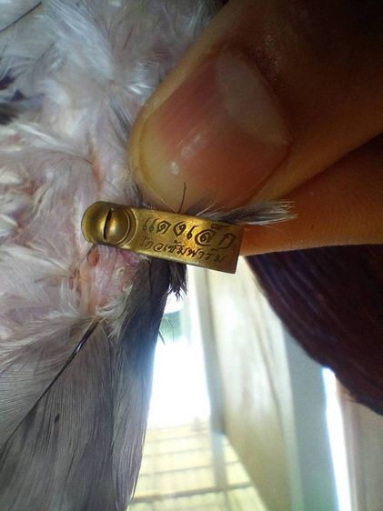 ไก่พม่าแข้งหน้า (เปิดจองลูกไก่) ลูกชายแดงเล็ก 🐲🐉🐉🐲 รูปที่ 5