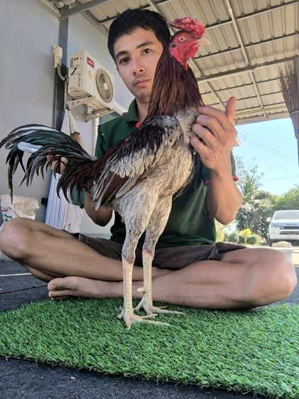 ไก่พม่าแข้งหน้า (เปิดจองลูกไก่) ลูกชายแดงเล็ก 🐲🐉🐉🐲 รูปที่ 2