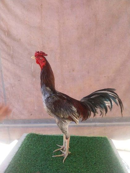 ไก่พม่าแข้งหน้า (เปิดจองลูกไก่) ลูกชายแดงเล็ก 🐲🐉🐉🐲 รูปที่ 3