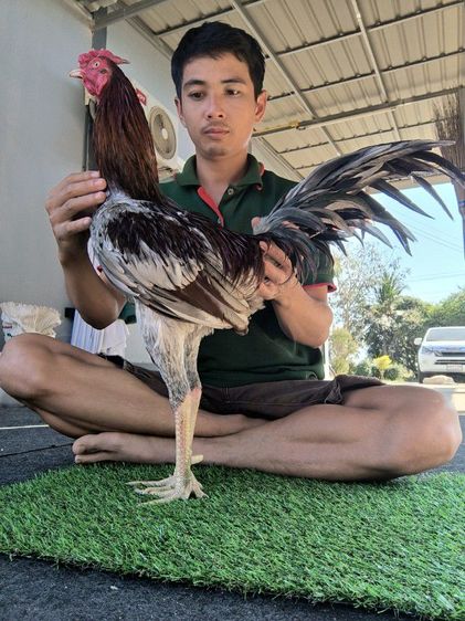 ไก่พม่าแข้งหน้า (เปิดจองลูกไก่) ลูกชายแดงเล็ก 🐲🐉🐉🐲