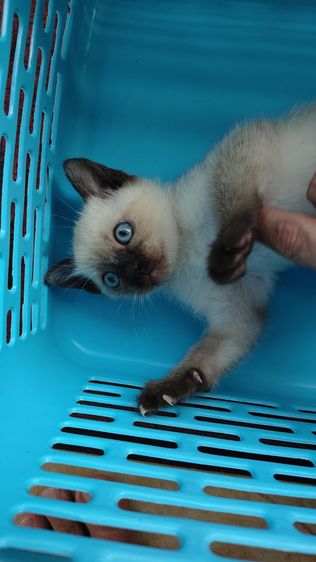 วิเชียรมาศแท้ (เหลือตัวสุดท้ายล่ะจ้า) รูปที่ 9