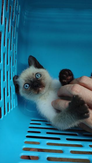 วิเชียรมาศแท้ (เหลือตัวสุดท้ายล่ะจ้า) รูปที่ 6