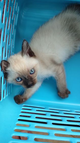 วิเชียรมาศแท้ (เหลือตัวสุดท้ายล่ะจ้า) รูปที่ 5