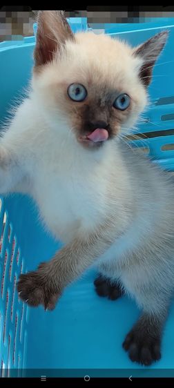 วิเชียรมาศแท้ (เหลือตัวสุดท้ายล่ะจ้า) รูปที่ 2