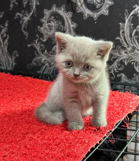 บริติช ชอร์ตแฮร์ (British Shorthair) ลูกแมว บรติชช็อตแฮร์ สีไลแลค เด็กหญิง