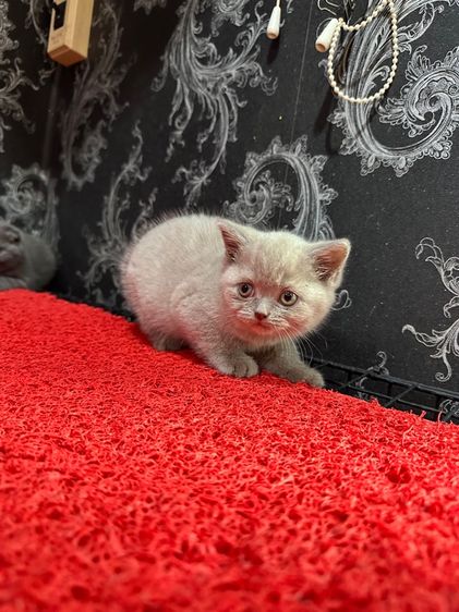 ลูกแมว บรติชช็อตแฮร์ สีไลแลค เด็กหญิง รูปที่ 3