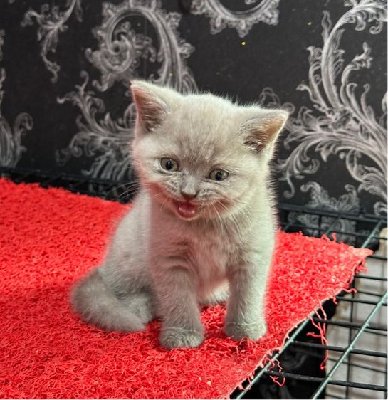 ลูกแมว บรติชช็อตแฮร์ สีไลแลค เด็กหญิง รูปที่ 2
