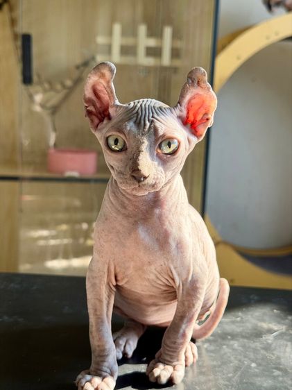สฟิงซ์ (Sphynx) สฟิงซ์ หูพลิก เพศผู้ 
