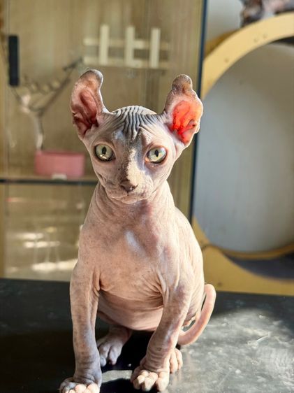 สฟิงซ์ หูพลิก เพศผู้  รูปที่ 4