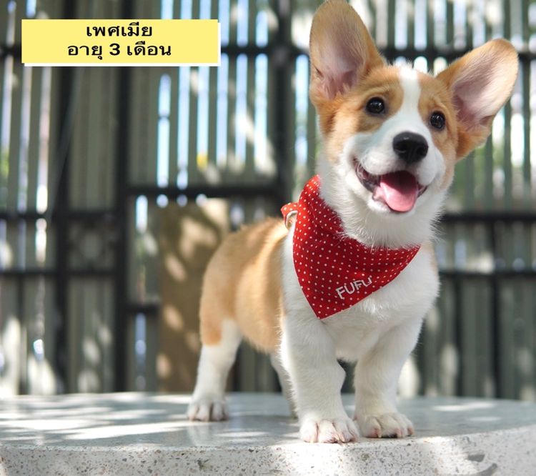 คอร์กี้ (Corgi) กลาง คอร์กี้ เพศเมีย 3เดือน เพ็ดเต็มใบ พร้อมย้าย