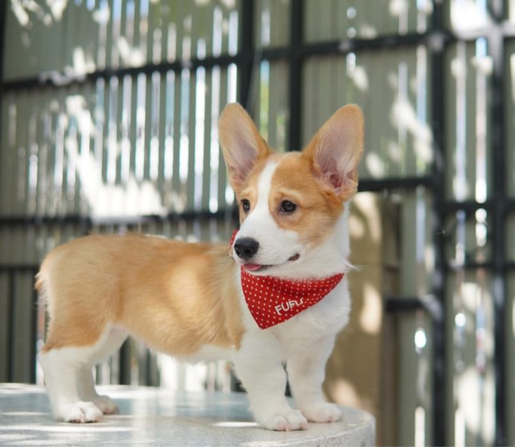 คอร์กี้ เพศเมีย 3เดือน เพ็ดเต็มใบ พร้อมย้าย รูปที่ 5