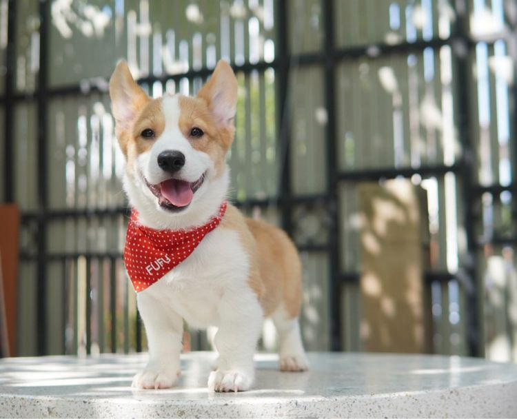 คอร์กี้ เพศเมีย 3เดือน เพ็ดเต็มใบ พร้อมย้าย รูปที่ 3