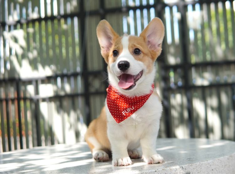 คอร์กี้ เพศเมีย 3เดือน เพ็ดเต็มใบ พร้อมย้าย รูปที่ 2