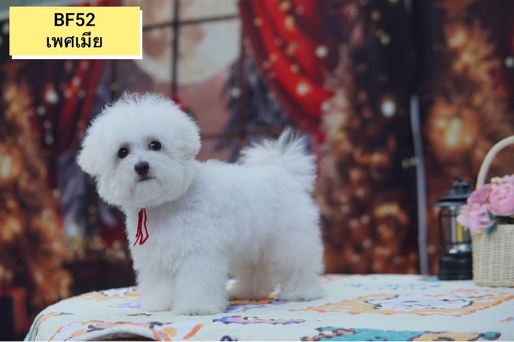 มินิบิชองฟริเซ่ ญ ช  พร้อมย้ายบ้าน  รูปที่ 2