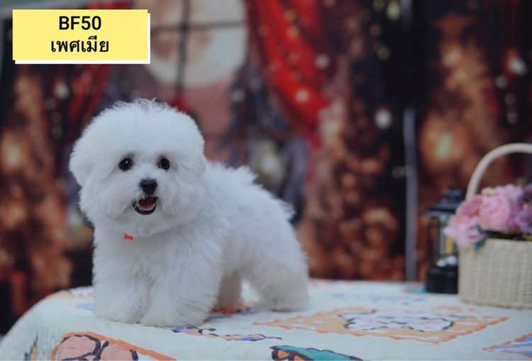 อื่นๆ เล็ก มินิบิชองฟริเซ่ ญ ช  พร้อมย้ายบ้าน 