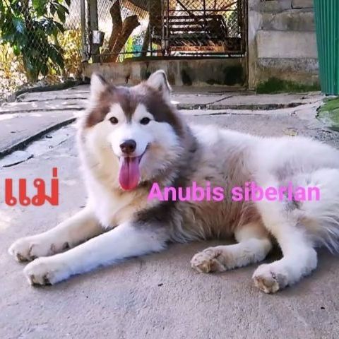 ลูกสุนัขไซบีเรียนฮักกี๊ วุลลี่โค๊ท รูปที่ 3