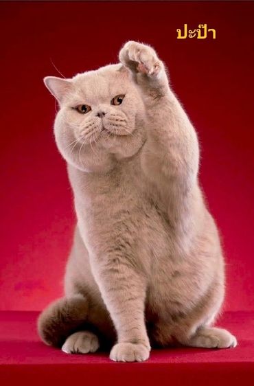 บริติชช็อตแฮร์ รูปที่ 5