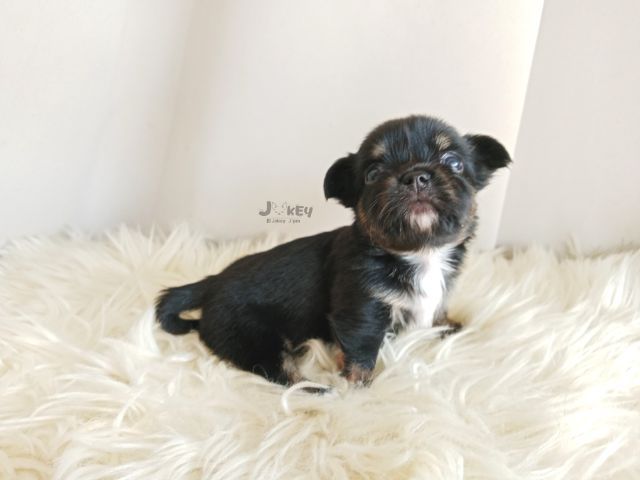 เปิดจอง ชิวาวาแท้  รูปที่ 3