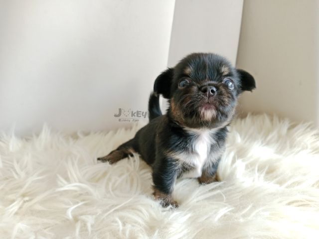 เปิดจอง ชิวาวาแท้  รูปที่ 4