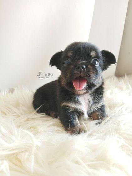 เปิดจอง ชิวาวาแท้  รูปที่ 7