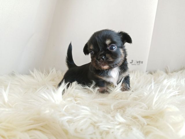 เปิดจอง ชิวาวาแท้  รูปที่ 8