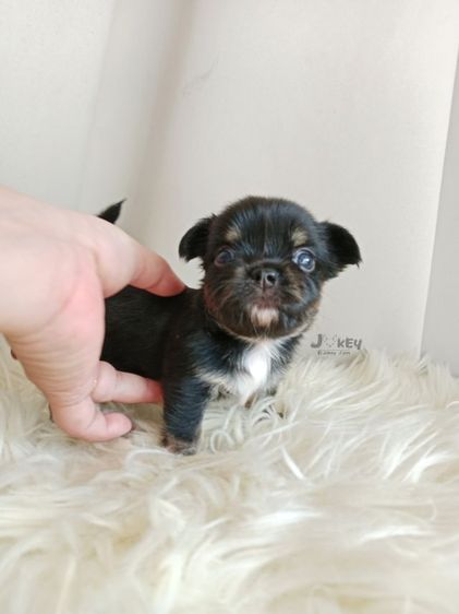 เปิดจอง ชิวาวาแท้  รูปที่ 5