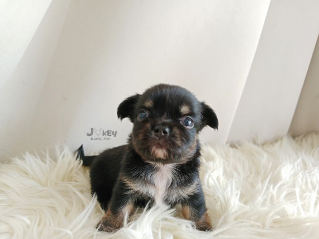 เปิดจอง ชิวาวาแท้  รูปที่ 9