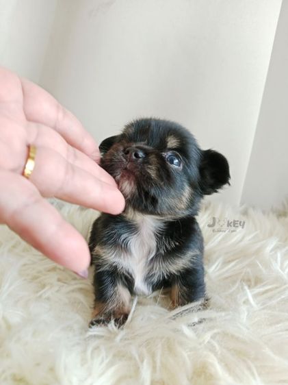 เปิดจอง ชิวาวาแท้  รูปที่ 2