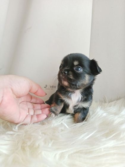 ชิวาวา (Chihuahua) เล็ก เปิดจอง ชิวาวาแท้ 