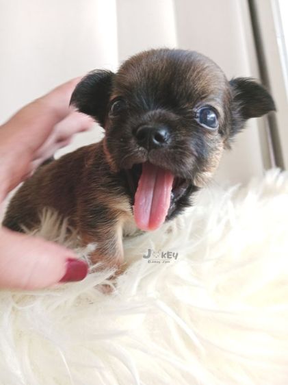 เปิดจอง ชิวาวาแท้ รูปที่ 9