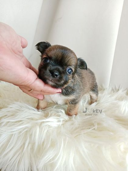 เปิดจอง ชิวาวาแท้ รูปที่ 5