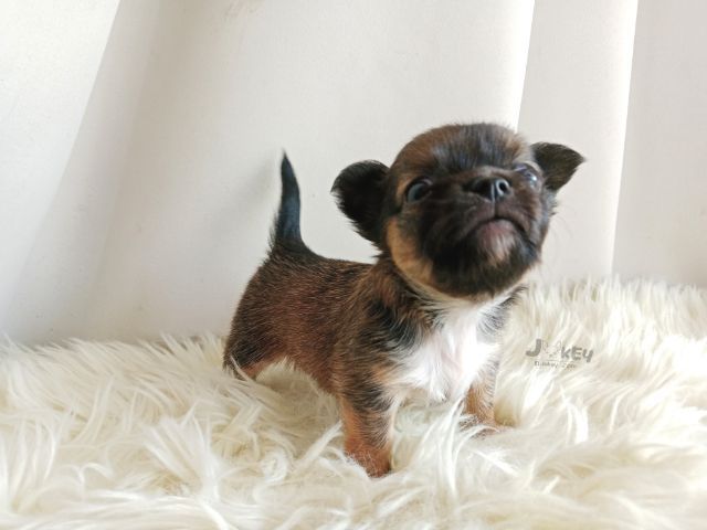 เปิดจอง ชิวาวาแท้ รูปที่ 8