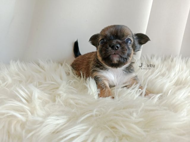 เปิดจอง ชิวาวาแท้ รูปที่ 7