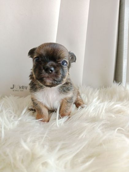 เปิดจอง ชิวาวาแท้ รูปที่ 6