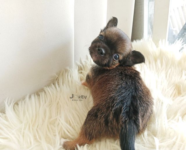 เปิดจอง ชิวาวาแท้ รูปที่ 3