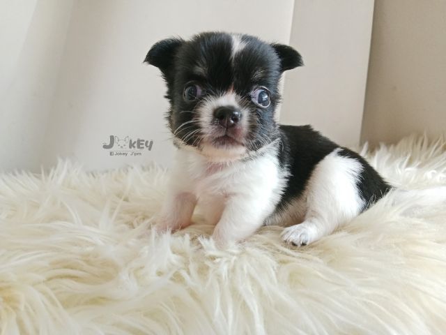 เปิดจอง ชิวาวาแท้ รูปที่ 4