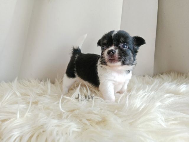 เปิดจอง ชิวาวาแท้ รูปที่ 3