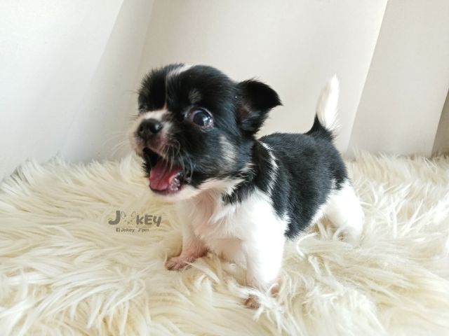 เปิดจอง ชิวาวาแท้ รูปที่ 7