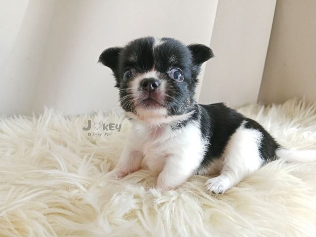 ชิวาวา (Chihuahua) เล็ก เปิดจอง ชิวาวาแท้