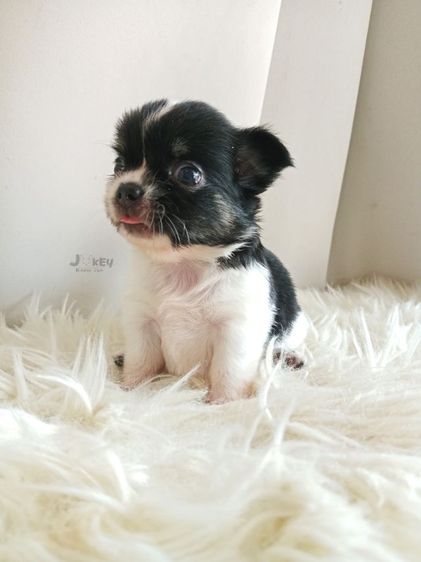 เปิดจอง ชิวาวาแท้ รูปที่ 11