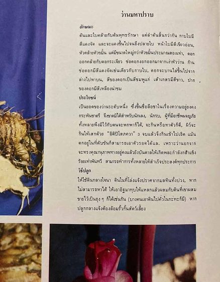 หนังสือเก่า ตะลุยดงว่าน เล่ม 1 , 2 และ ตะลุุยดงบอน ปกแข็ง โดย เชษฐา พยากรณ์ รูปที่ 7