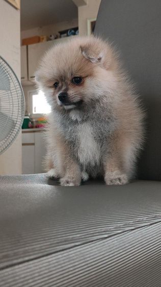 ปอมเมอเรเนียน หาบ้าน เพศชาย อายุ2เดือนเศษ