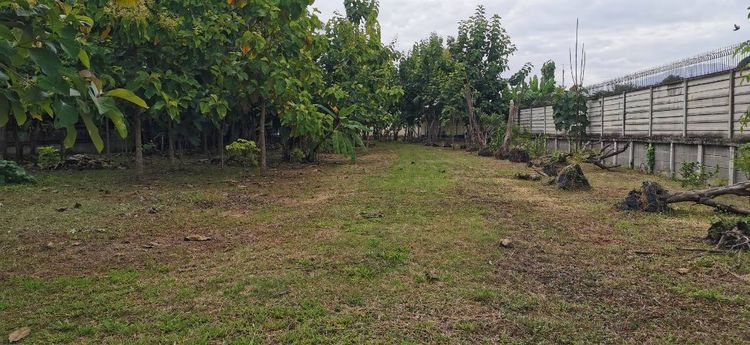 ใช่ ขายที่ดิน 3 ไร่ 26 ตร.วา (หางดง เชียงใหม่) รูปที่ 3