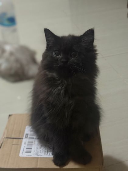 ลูกแมวสก็อตติซ แท้ ขนยาว รูปที่ 3