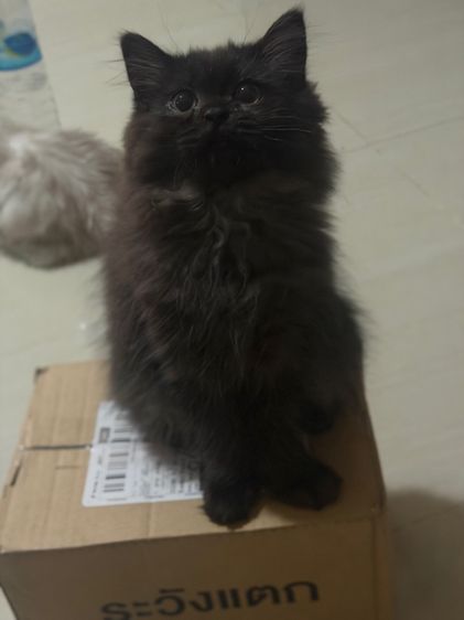 ลูกแมวสก็อตติซ แท้ ขนยาว รูปที่ 4